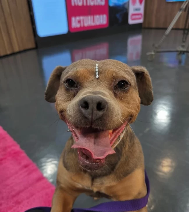 “Libertad”, una perra rescatada en una ruta de Santa Cruz, busca un hogar definitivo