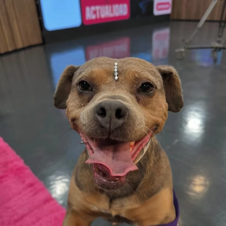 “Libertad”, una perra rescatada en una ruta de Santa Cruz, busca un hogar definitivo “Libertad”, una perra rescatada en una ruta de Santa Cruz, busca un hogar definitivo