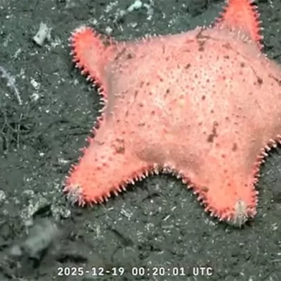 Conicet halló otra estrella “culona” frente a las costas de Chubut: “No hizo mucho ejercicio” Conicet halló otra estrella “culona” frente a las costas de Chubut: “No hizo mucho ejercicio”