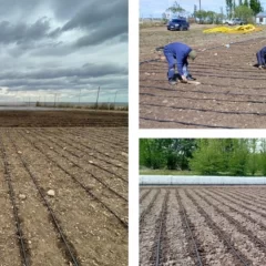 ¿Patagonia “maicera”?: ensayos buscan encontrar el híbrido que mejor se adapte