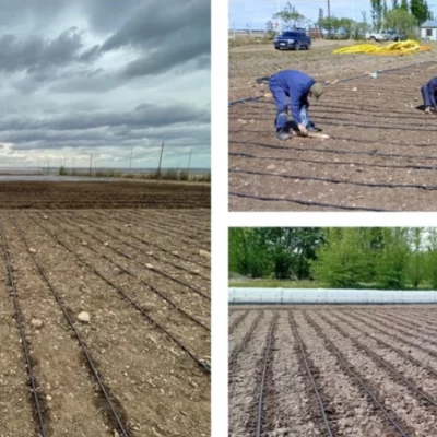 ¿Patagonia “maicera”?: ensayos buscan encontrar el híbrido que mejor se adapte ¿Patagonia “maicera”?: ensayos buscan encontrar el híbrido que mejor se adapte