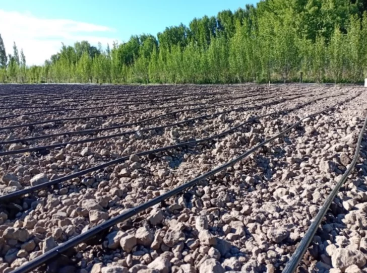  La RED MAIZAR (Asociación Argentina de Maíz y Sorgo) impulsa los ensayos.