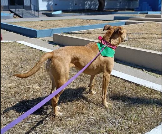 Ofrecen $100.000 para recuperar a Polenta, una perra rescatada hace 3 años que se perdió en el barrio Del Carmen