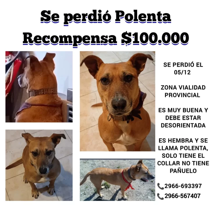Ofrecen $100.000 para recuperar a Polenta, una perra rescatada hace 3 años que se perdió en el barrio Del Carmen