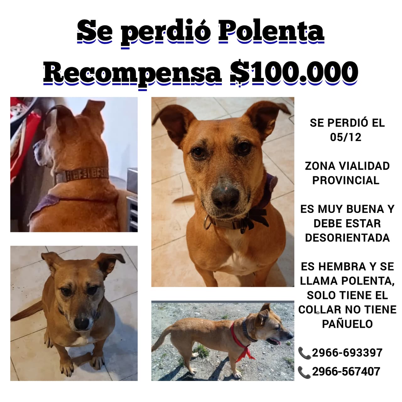 Ofrecen $100.000 para recuperar a Polenta, una perra rescatada hace 3 años que se perdió en el barrio Del Carmen