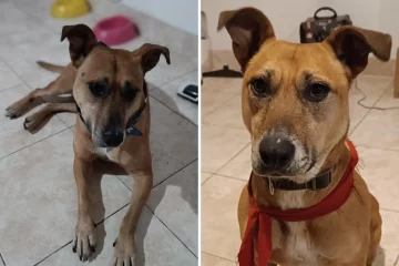 Ofrecen $100.000 para recuperar a Polenta, una perra rescatada hace 3 años que se perdió en el barrio Del Carmen Ofrecen $100.000 para recuperar a Polenta, una perra rescatada hace 3 años que se perdió en el barrio Del Carmen