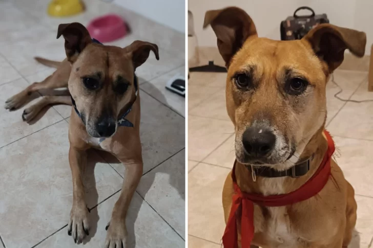 Ofrecen $100.000 para recuperar a Polenta, una perra rescatada hace 3 años que se perdió en el barrio Del Carmen