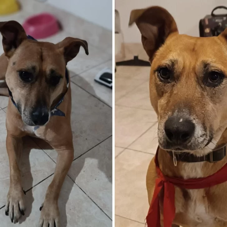 Ofrecen $100.000 para recuperar a Polenta, una perra rescatada hace 3 años que se perdió en el barrio Del Carmen Ofrecen $100.000 para recuperar a Polenta, una perra rescatada hace 3 años que se perdió en el barrio Del Carmen