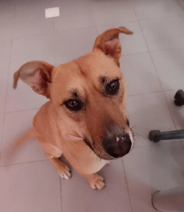 Ofrecen $100.000 para recuperar a Polenta, una perra rescatada hace 3 años que se perdió en el barrio Del Carmen