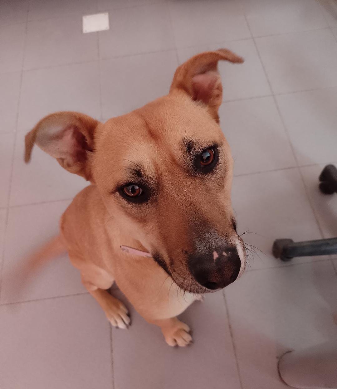 Ofrecen $100.000 para recuperar a Polenta, una perra rescatada hace 3 años que se perdió en el barrio Del Carmen