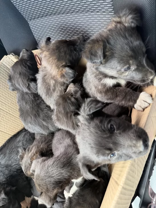 Abandonaron más de una decena de perritos en el vaciadero: 9 estaban en una caja y otros atrapados en una bolsa