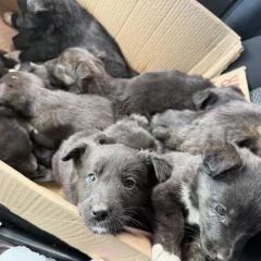 Abandonaron más de una decena de perritos en el vaciadero: 9 estaban en una caja y otros atrapados en una bolsa