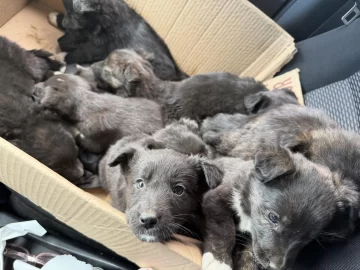 Abandonaron más de una decena de perritos en el vaciadero: 9 estaban en una caja y otros atrapados en una bolsa
