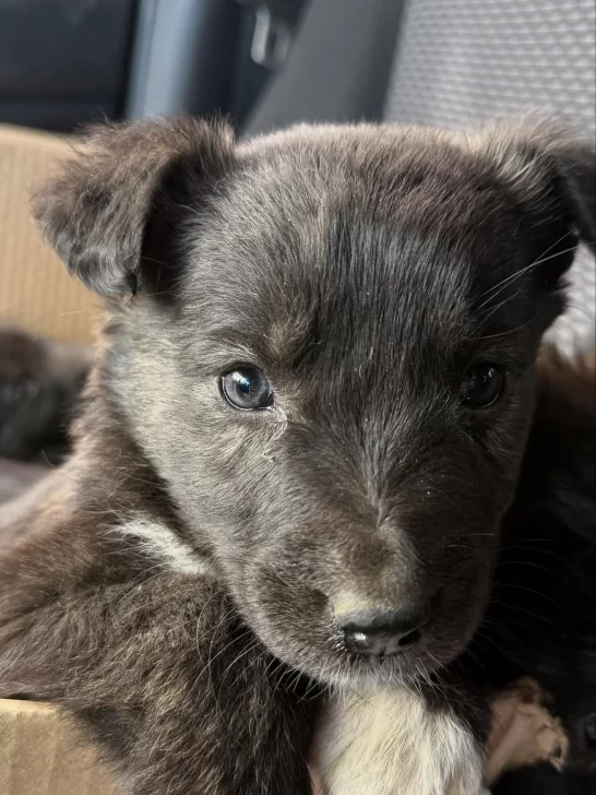 Abandonaron más de una decena de perritos en el vaciadero: 9 estaban en una caja y otros atrapados en una bolsa