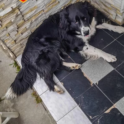 Rescataron a un perro atrapado en una escalera en 28 de Noviembre Rescataron a un perro atrapado en una escalera en 28 de Noviembre