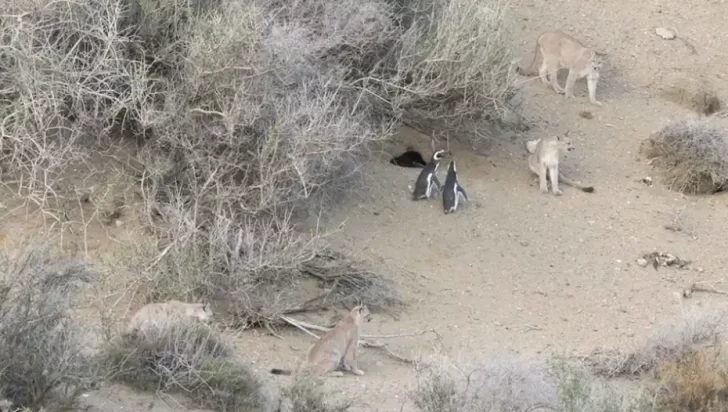  Parque Nacional Monte León, Santa Cruz.