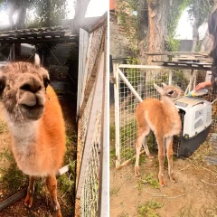 Rescataron a un chulenguito que tenían atado y sin agua en una casa de Río Gallegos: querían venderlo