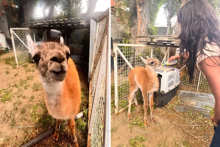 Rescataron a un chulenguito que tenían atado y sin agua en una casa de Río Gallegos: querían venderlo