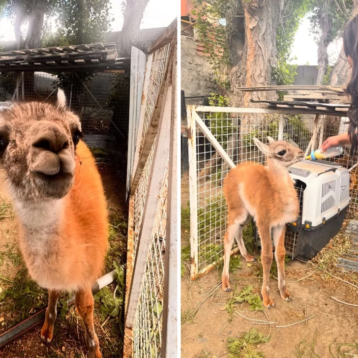 Rescataron a un chulenguito que tenían atado y sin agua en una casa de Río Gallegos: querían venderlo Rescataron a un chulenguito que tenían atado y sin agua en una casa de Río Gallegos: querían venderlo
