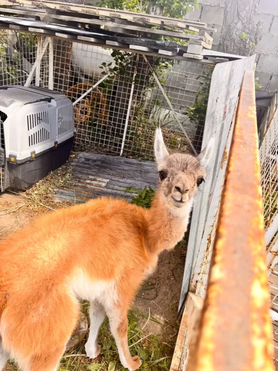 Rescataron a un chulenguito que tenían atado y sin agua en una casa de Río Gallegos: querían venderlo