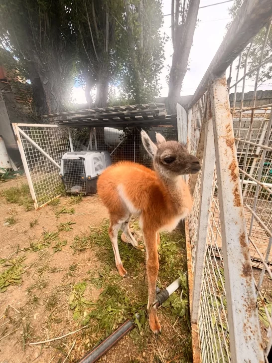 Rescataron a un chulenguito que tenían atado y sin agua en una casa de Río Gallegos: querían venderlo