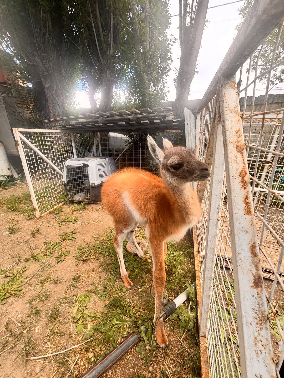 Rescataron a un chulenguito que tenían atado y sin agua en una casa de Río Gallegos: querían venderlo