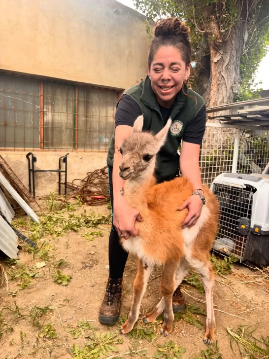 Rescataron a un chulenguito que tenían atado y sin agua en una casa de Río Gallegos: querían venderlo