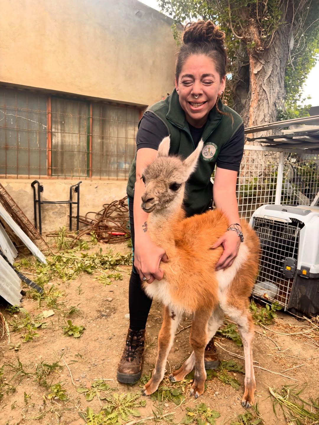 Rescataron a un chulenguito que tenían atado y sin agua en una casa de Río Gallegos: querían venderlo