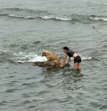 Video. Dos jóvenes rescataron a un perro atrapado por la marea en la costanera Video. Dos jóvenes rescataron a un perro atrapado por la marea en la costanera