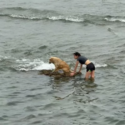 Video. Dos jóvenes rescataron a un perro atrapado por la marea en la costanera Video. Dos jóvenes rescataron a un perro atrapado por la marea en la costanera