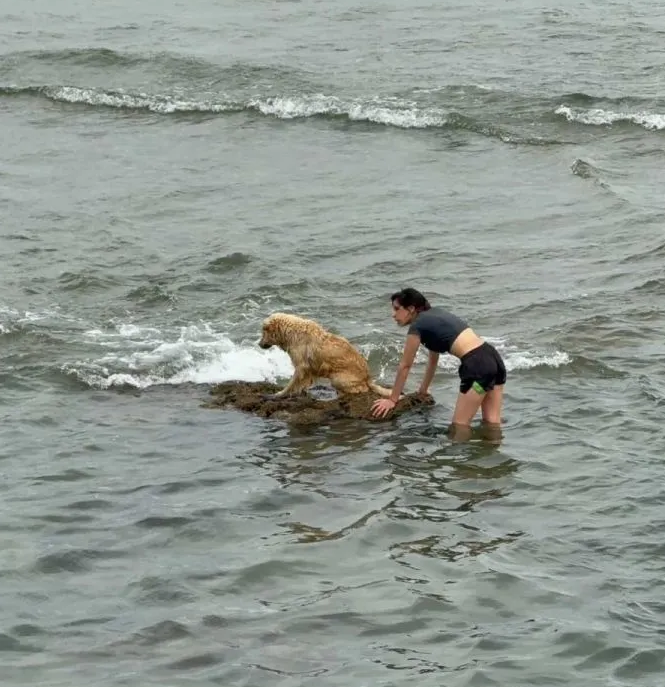 Video. Dos jóvenes rescataron a un perro atrapado por la marea en la costanera