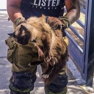 Bomberos de Pico Truncado rescataron a un gato atrapado en un árbol Bomberos de Pico Truncado rescataron a un gato atrapado en un árbol