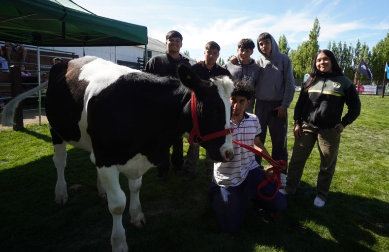 Escuela Agropecuaria: Victoria, la ternera que nació por inseminación artificial y hoy convive con los alumnos