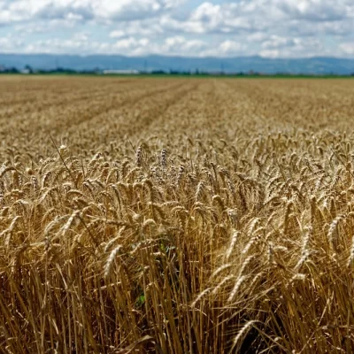 Retenciones al campo: el Gobierno de Milei oficializó una nueva baja y apunta a eliminar los derechos de exportación Retenciones al campo: el Gobierno de Milei oficializó una nueva baja y apunta a eliminar los derechos de exportación
