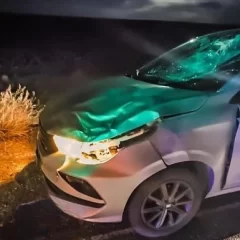 Un auto chocó contra un guanaco cerca de Perito Moreno y el conductor salió ileso