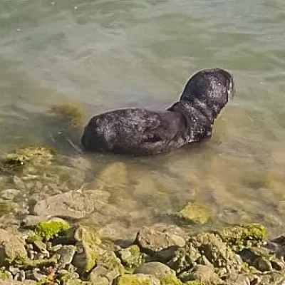 En Puerto Deseado: un lobito marino se alejó de la costa y fue rescatado por Bomberos