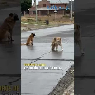 Perros, dueños de la costanera Perros, dueños de la costanera