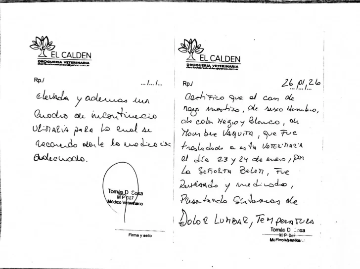 CERTIFICADO-MEDICO-VAQUITA-728x544 CERTIFICADO-MEDICO-VAQUITA-728x544