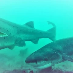 El tiburón gatopardo, la especie que nada desde Santa Cruz hasta Uruguay