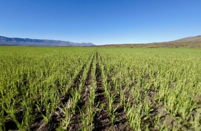  Es la primera cosecha de las primeras 380 hectáreas de trigo, vena y cebada en la estancia Alice.