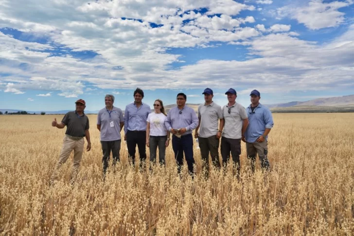 Claudio-vidal-el-calafate-estancia-alice-cosecha-avena-5-728x485