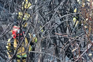 Se declaró extinguido el incendio en Parque Nacional Los Glaciares Se declaró extinguido el incendio en Parque Nacional Los Glaciares