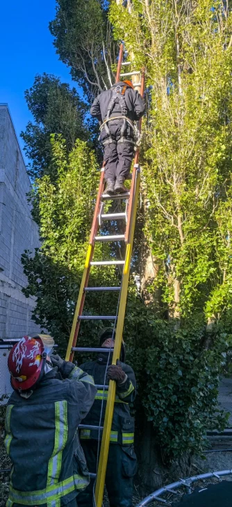 RESCATE-DE-GATITO-1-334x728