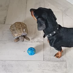 “Lo torturaron, está muy lastimado”: encontraron una tortuga pero no sería “Rayito”