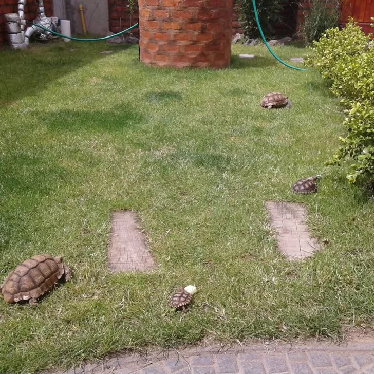 TORTUGA-RAYO-PERDIDA-2-728x728