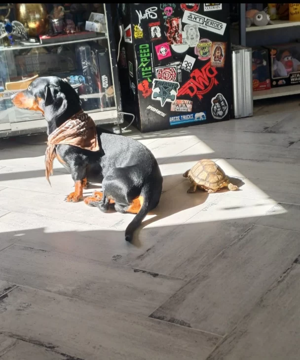 TORTUGA-RAYO-PERDIDA-3-608x728