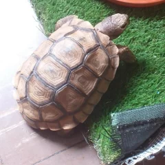 ¿Dónde está “Rayo”?: buscan a una tortuga que se perdió hace casi un mes en Río Gallegos