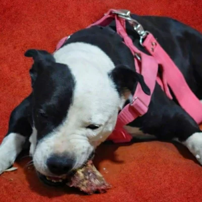 Vecinos denunciaron un caso de abuso sexual a una perra y marcharán pidiendo justicia