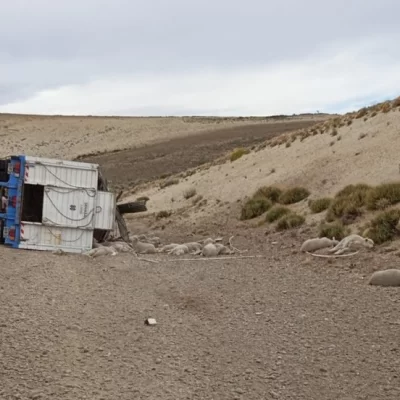 Volcó un camión con corderos en el interior de Santa Cruz y murieron varios animales Volcó un camión con corderos en el interior de Santa Cruz y murieron varios animales