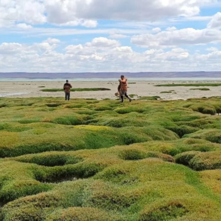 Continúa la búsqueda de Gabriel Mileca: intensifican rastrillajes en Río Gallegos y zonas rurales Continúa la búsqueda de Gabriel Mileca: intensifican rastrillajes en Río Gallegos y zonas rurales